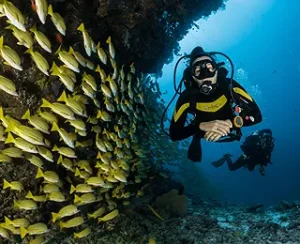 Experience the Depths of Aqaba with Aqaba Dive Academy